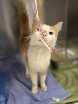 Tony -  Domestic Medium Hair and Domestic Short Hair Cat for Adoption in Westland, Michigan - Tony | PetCurious