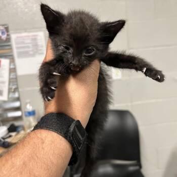Ensalada -  Domestic Short Hair Cat for Adoption in Edwardsville, Illinois - Ensalada | PetCurious