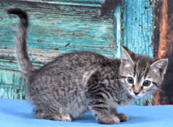 Music -  Domestic Short Hair Cat for Adoption in Lexington, Virginia - Music | PetCurious