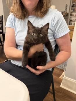 Felony (Available for pre-adoption) -  Domestic Long Hair Cat for Adoption in Camden, South Carolina - Felony (Available For Pre-adoption) | PetCurious