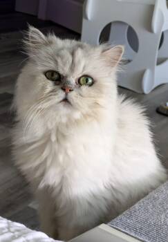 Kodi -  Persian Cat for Adoption in Valparaiso, Indiana - Kodi | PetCurious