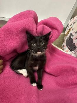Romeo -  Domestic Short Hair Cat for Adoption in Parlier, California - Romeo | PetCurious