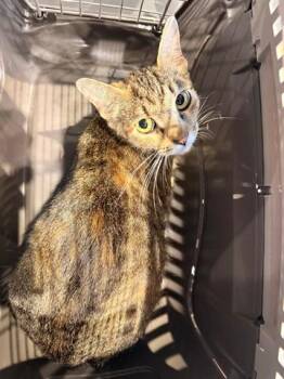 CARAMELO -  Domestic Short Hair Cat for Adoption in Rowlett, Texas - CARAMELO | PetCurious
