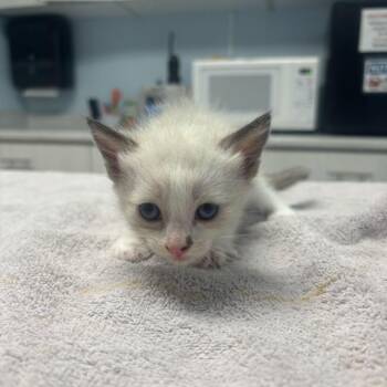 Boo Nugget -  Domestic Short Hair Cat for Adoption in Riverside, California - Boo Nugget | PetCurious