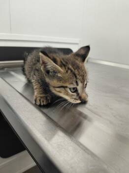 TITO -  Domestic Short Hair Cat for Adoption in Fort Lauderdale, Florida - TITO | PetCurious