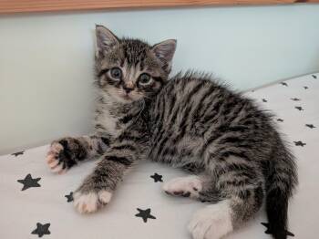 Coffee -  Domestic Short Hair Cat for Adoption in Wakefield, Quebec - Coffee | PetCurious