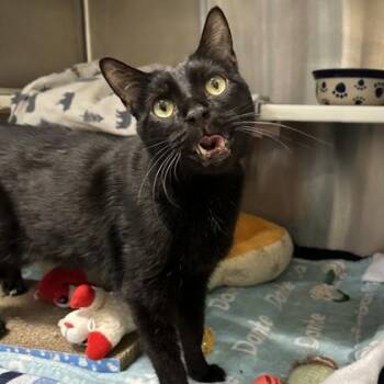 Eddie -  Domestic Short Hair Cat for Adoption in Merriam, Kansas - Eddie | PetCurious