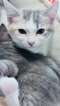 Priscilla -  Domestic Short Hair and Calico Cat Available for Adoption in Frisco, Texas - Priscilla | PetCurious