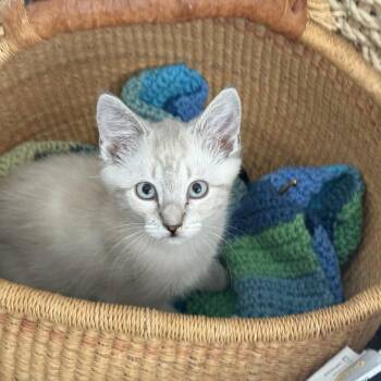 Romeo -  Siamese Cat for Adoption in Ashland, Oregon - Romeo | PetCurious