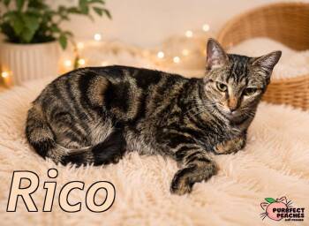 Rico -  Domestic Short Hair Cat for Adoption in Douglasville, Georgia - Rico | PetCurious
