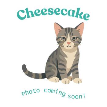 Cheesecake -  American Shorthair Cat Available for Adoption in Houston, Texas - Cheesecake | PetCurious