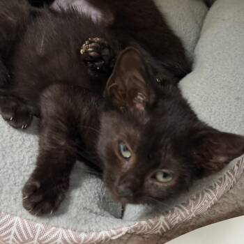 Dino -  Domestic Short Hair Cat for Adoption in Belleville, Illinois - Dino | PetCurious