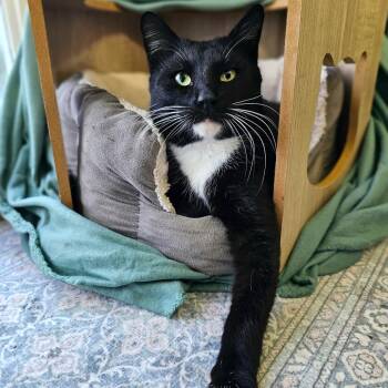 Domestic Short Hair Cats Available for Adoption - Flipper | PetCurious
