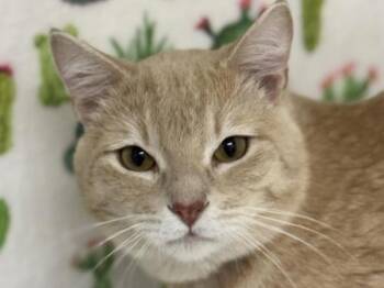 Domestic Short Hair Cats Available for Adoption in Portland, Oregon - Cheddar | PetCurious