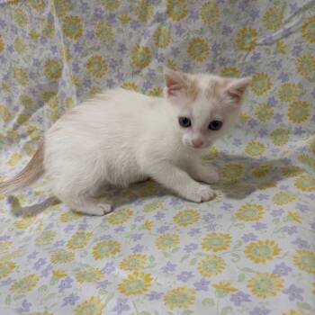 Domestic Short Hair Cats Available for Adoption in Lovingston, Virginia - Sushi | PetCurious