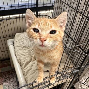 Domestic Short Hair Cats Available for Adoption - Cinnamon | PetCurious