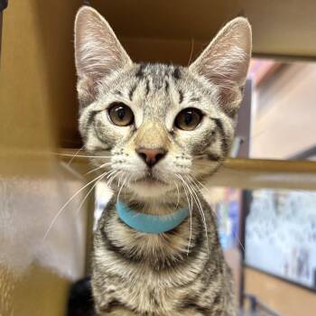 Stuart -  Domestic Short Hair Cat for Adoption in Sonora, California - Stuart | PetCurious