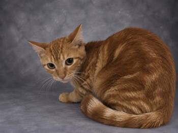 PUMPKIN -  Domestic Short Hair Cat for Adoption in Winter Haven, Florida - PUMPKIN | PetCurious
