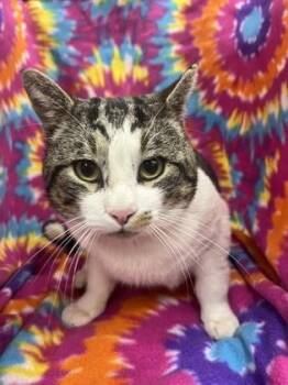 Domestic Short Hair Cats Available for Adoption - Rubix Cube | PetCurious