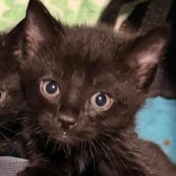 Livvy -  Domestic Short Hair Cat for Adoption in Gonzales, Louisiana - Livvy | PetCurious