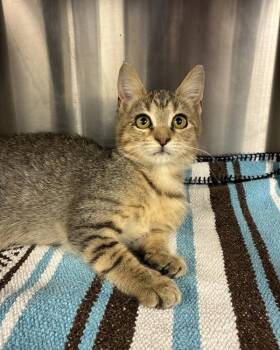 Cliffhanger -  Domestic Short Hair Cat for Adoption in Richmond, Virginia - Cliffhanger | PetCurious