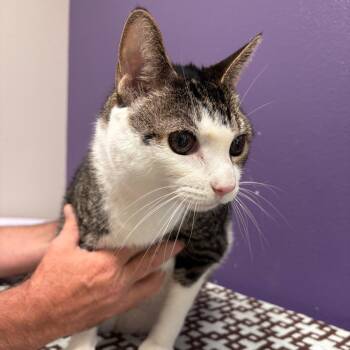 Domestic Short Hair Cats Available for Adoption in Englewood, Florida - Nico | PetCurious