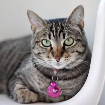 Rescue Domestic Short Hair Cats for Adoption in Long Beach, California - Mama Ding Ding | PetCurious