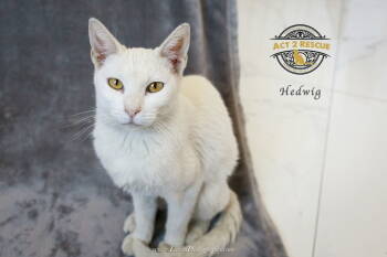 Rescue Domestic Short Hair Cats for Adoption in Riverside, California - Hedwig | PetCurious