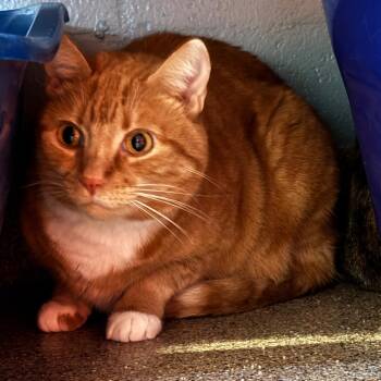 Domestic Short Hair Cats Available for Adoption - Carlie | PetCurious