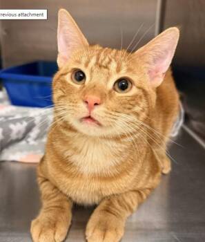 SOL -  Domestic Short Hair Cat for Adoption in South Lake Tahoe, California - SOL | PetCurious