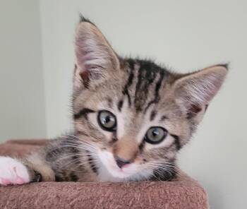 Rescue Domestic Short Hair Cats for Adoption in Lawrenceville, Georgia - Huey | PetCurious