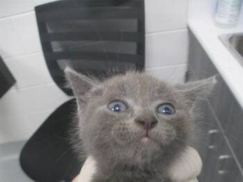 A382828 -  Domestic Short Hair Cat for Adoption in Ocala, Florida - A382828 | PetCurious
