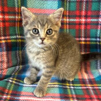 Piper -  Domestic Short Hair Cat for Adoption in Mt. Juliet, Tennessee - Piper | PetCurious