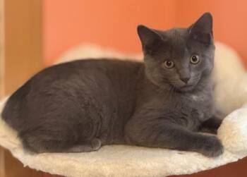 Rescue Domestic Short Hair Cats for Adoption in Wyandotte, Michigan - ASH | PetCurious