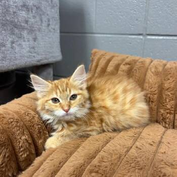 Perfect Fable -  Maine Coon and Domestic Long Hair Cat for Adoption in Burlington, North Carolina - Perfect Fable | PetCurious