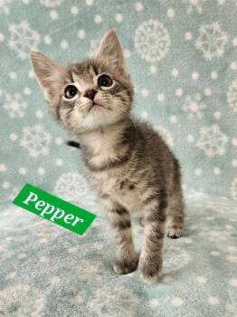 Pepper -  Domestic Short Hair Cat for Adoption in Manchester, Tennessee - Pepper | PetCurious