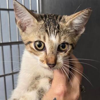 BRAZ-Stray-138776 -  Domestic Medium Hair Cat for Adoption in Lake Jackson, Texas - BRAZ-Stray-138776 | PetCurious