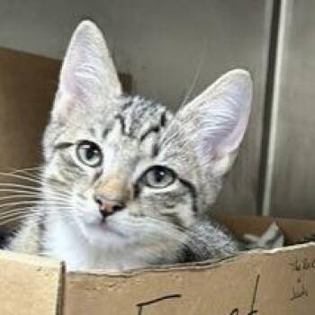 The Rock -  Domestic Short Hair Cat for Adoption - The Rock | PetCurious