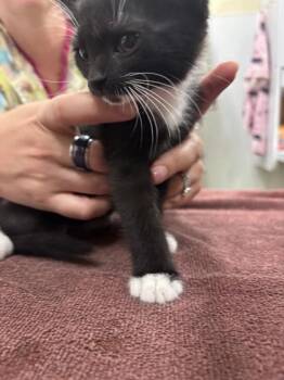 Mayor McCheese -  Domestic Short Hair Cat for Adoption in Schenectady, New York - Mayor McCheese | PetCurious