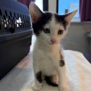 Peterina -  Domestic Short Hair Cat for Adoption in Los Angeles, California - Peterina | PetCurious