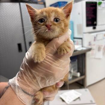 Tangie -  Domestic Short Hair Cat for Adoption in Newark, New Jersey - Tangie | PetCurious