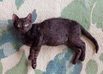 Domestic Medium Hair and Domestic Short Hair Cats Available for Adoption - Benny | PetCurious