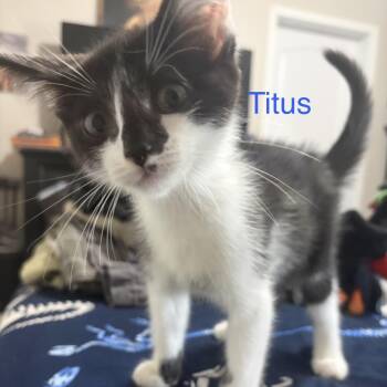 Titus -  Domestic Short Hair Cat for Adoption - Titus | PetCurious