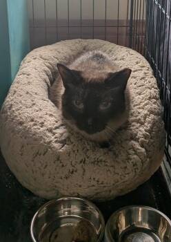 Siamese Cats Available for Adoption - Auden | PetCurious