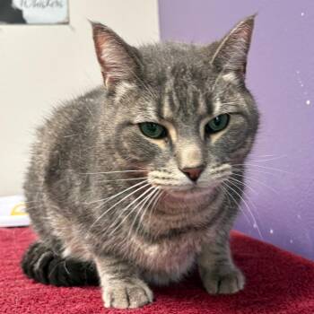 Billy -  Domestic Short Hair Cat for Adoption in Englewood, Florida - Billy | PetCurious