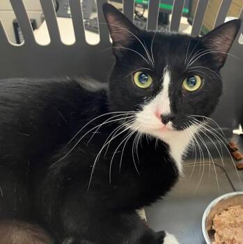 Buddy -  Domestic Short Hair Cat for Adoption - Buddy | PetCurious