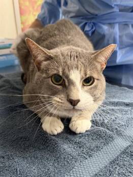 OTTER -  Domestic Short Hair Cat for Adoption in San Antonio, Texas - OTTER | PetCurious