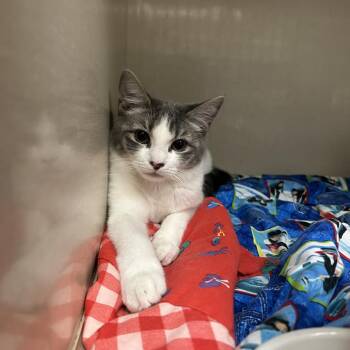 Aritmes -  Domestic Short Hair Cat for Adoption in Conway, New Hampshire - Aritmes | PetCurious