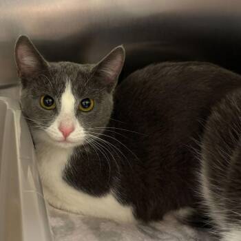 Domestic Short Hair Cats Available for Adoption - Scrambled (Bonded W/ Poach) | PetCurious