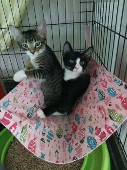 Tuff -  Domestic Short Hair Cat for Adoption in Alafaya, Florida - Tuff | PetCurious
